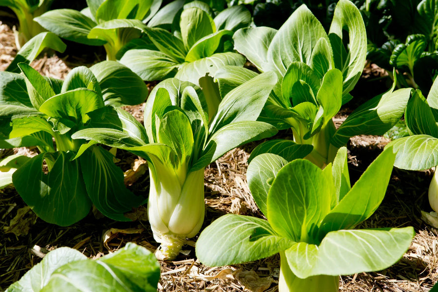 Bok Choy with Shiitake Mushrooms