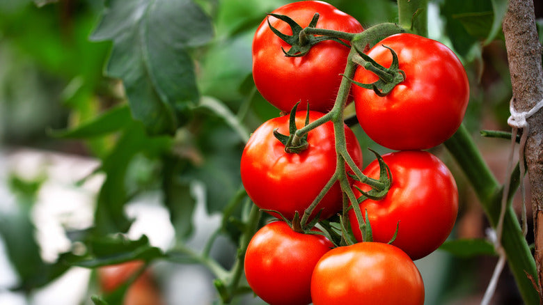 Early Girl Tomato and Lemon Cucumber Salad