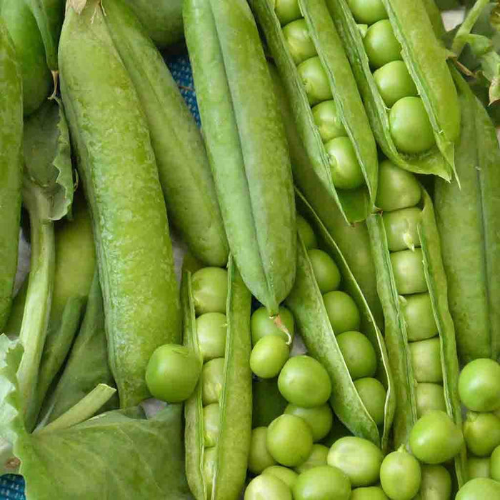 Fava Leaf and Pea Pesto Pasta